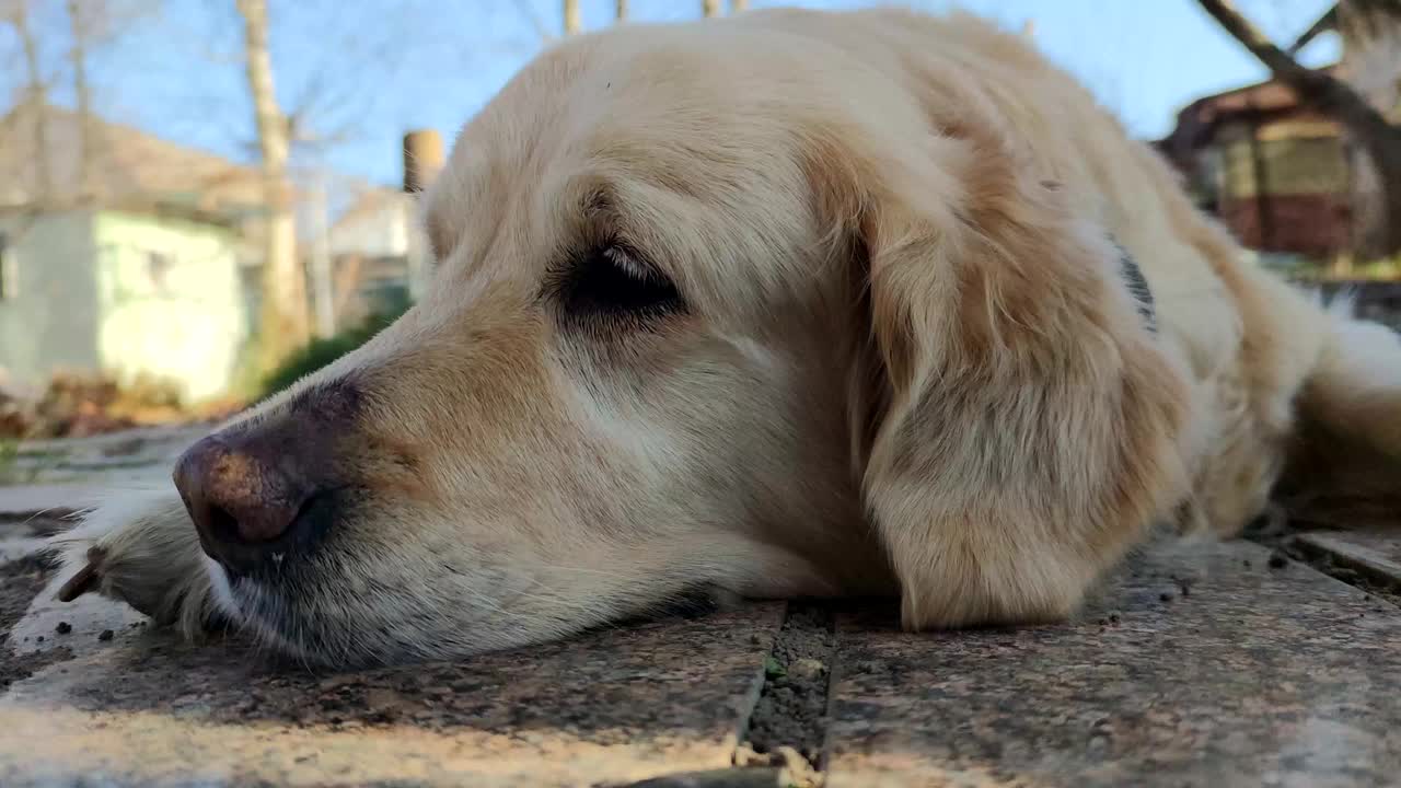 阳光明媚的一天，金毛猎犬在城外休息。视频素材