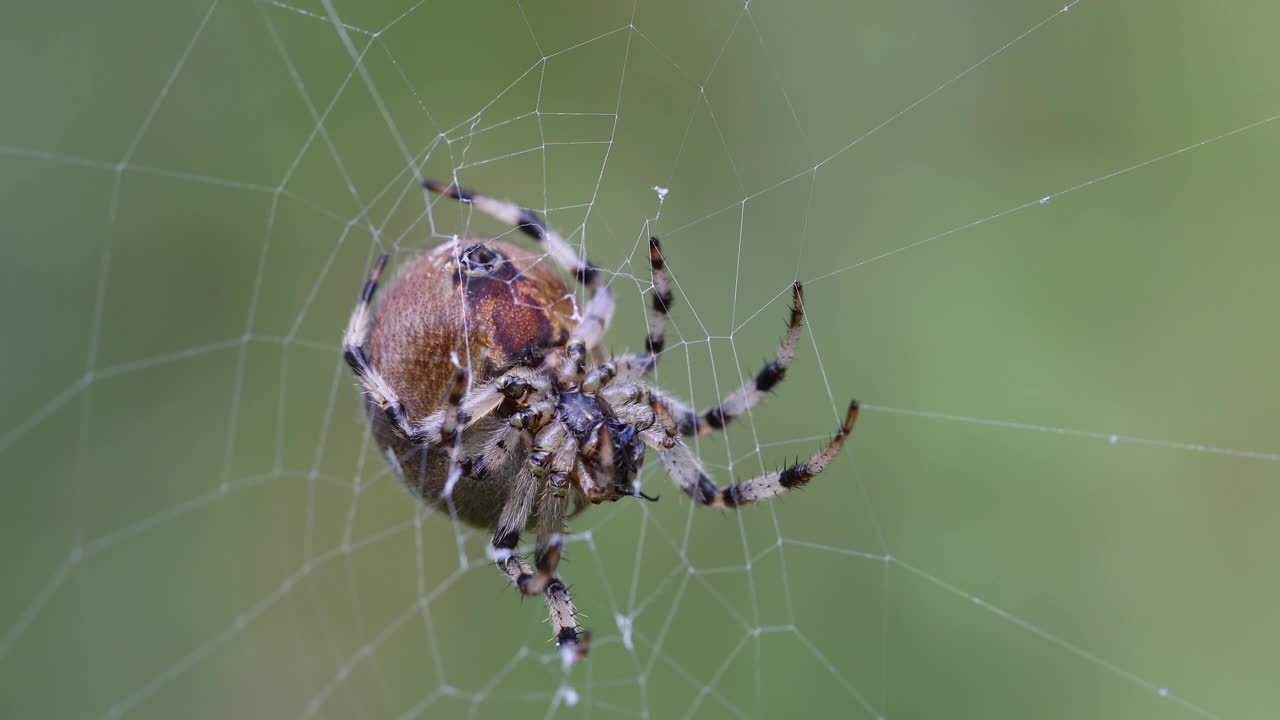 普通森林交叉蜘蛛坐在网上，圆蛛，欧洲，捷克共和国野生动物视频素材