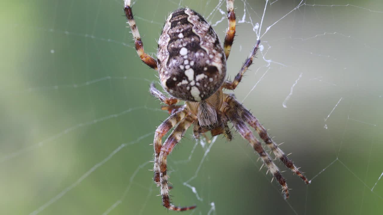 普通森林交叉蜘蛛坐在网上，圆蛛，欧洲，捷克共和国野生动物视频素材