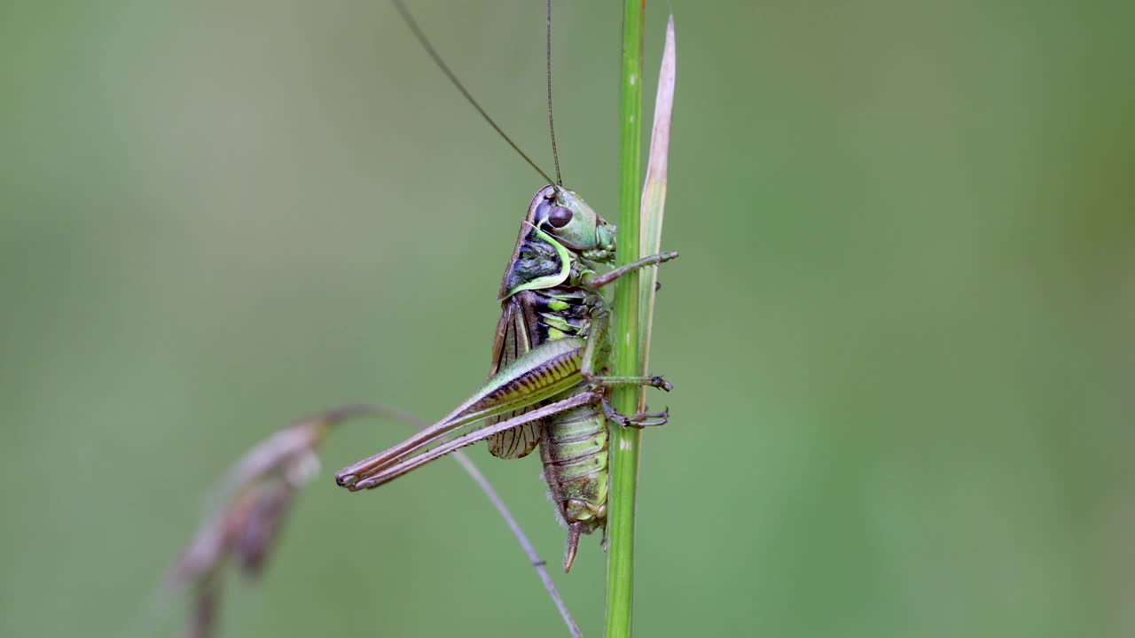 栖息在一片绿色的草叶上的罗塞尔蟋蟀(罗塞尔翅目)。捷克共和国，欧洲野生动物视频素材
