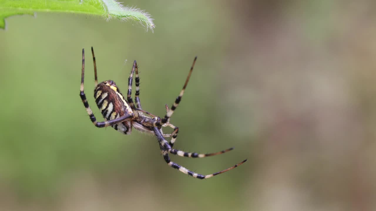 结网大黄蜂蜘蛛，是一种入侵种，分布于中欧、捷克共和国的野生动物视频素材
