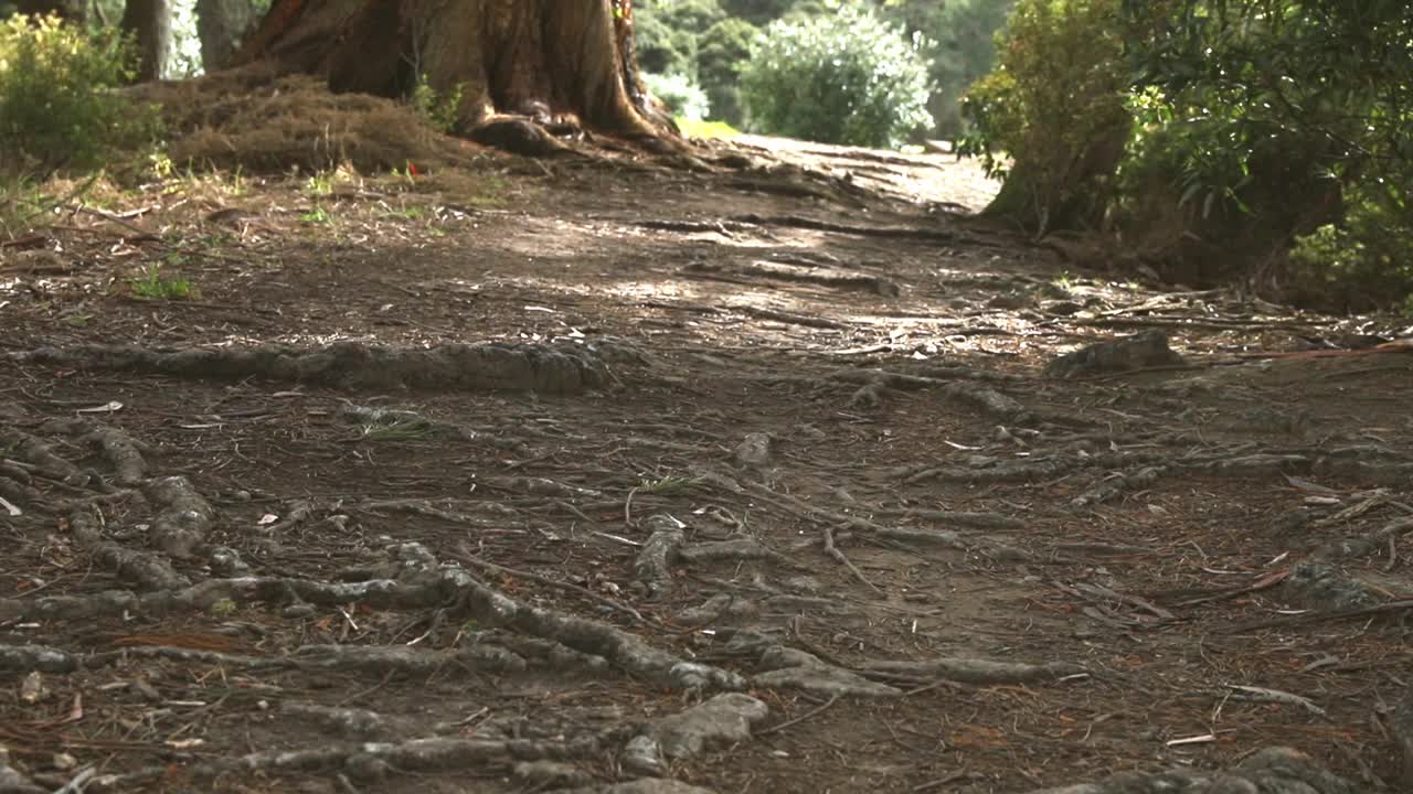 松林、风景、徒步旅行、户外、生态系统视频素材