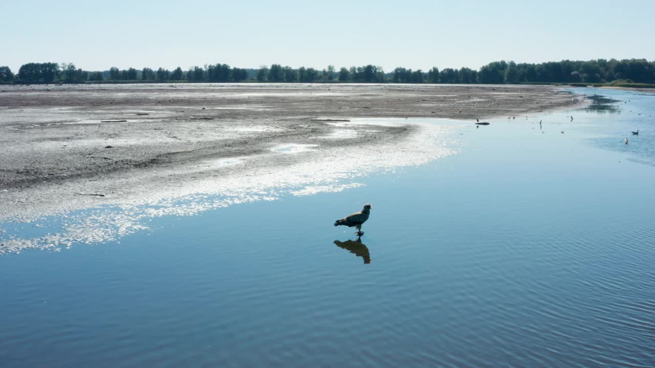 帕拉斯的鱼鹰，Haliaeetus leucoryphus，在池塘中央，欧洲视频素材