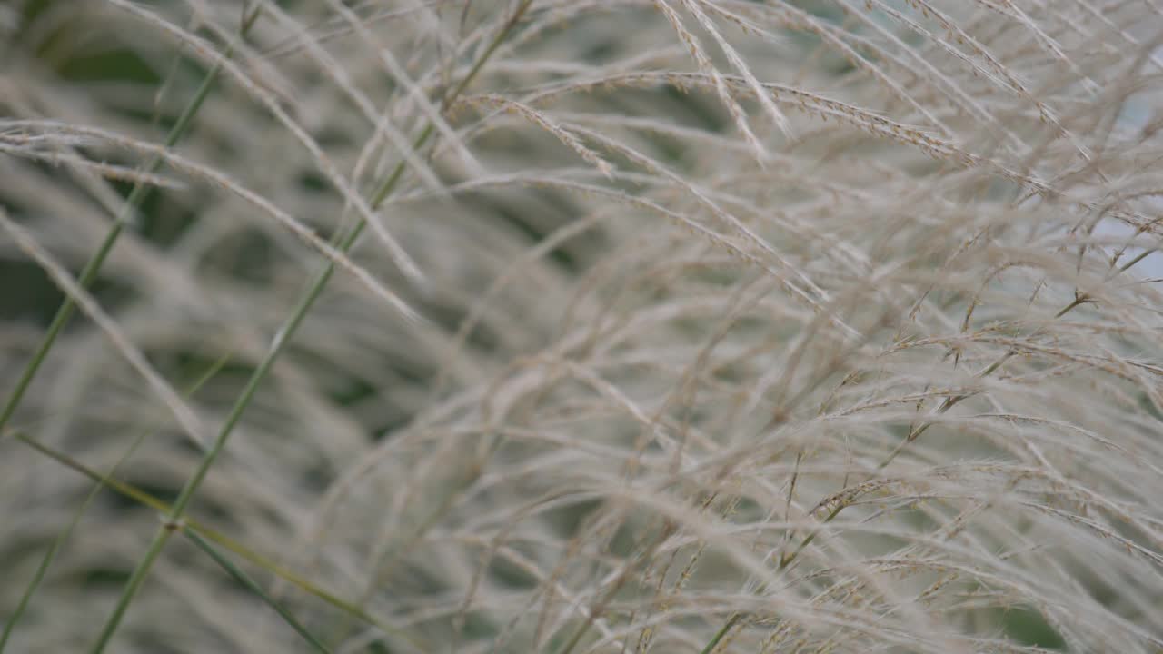 白苇草花视频素材