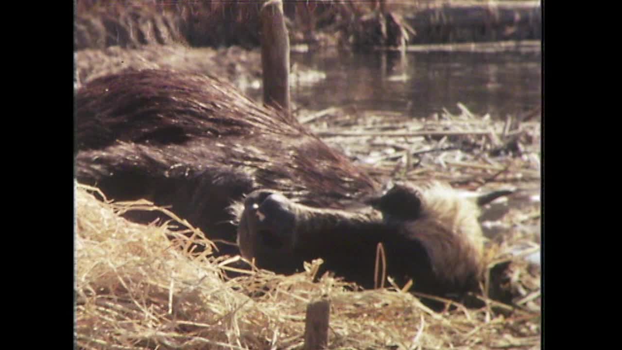 因为水牛吃，伊拉克;1979视频素材