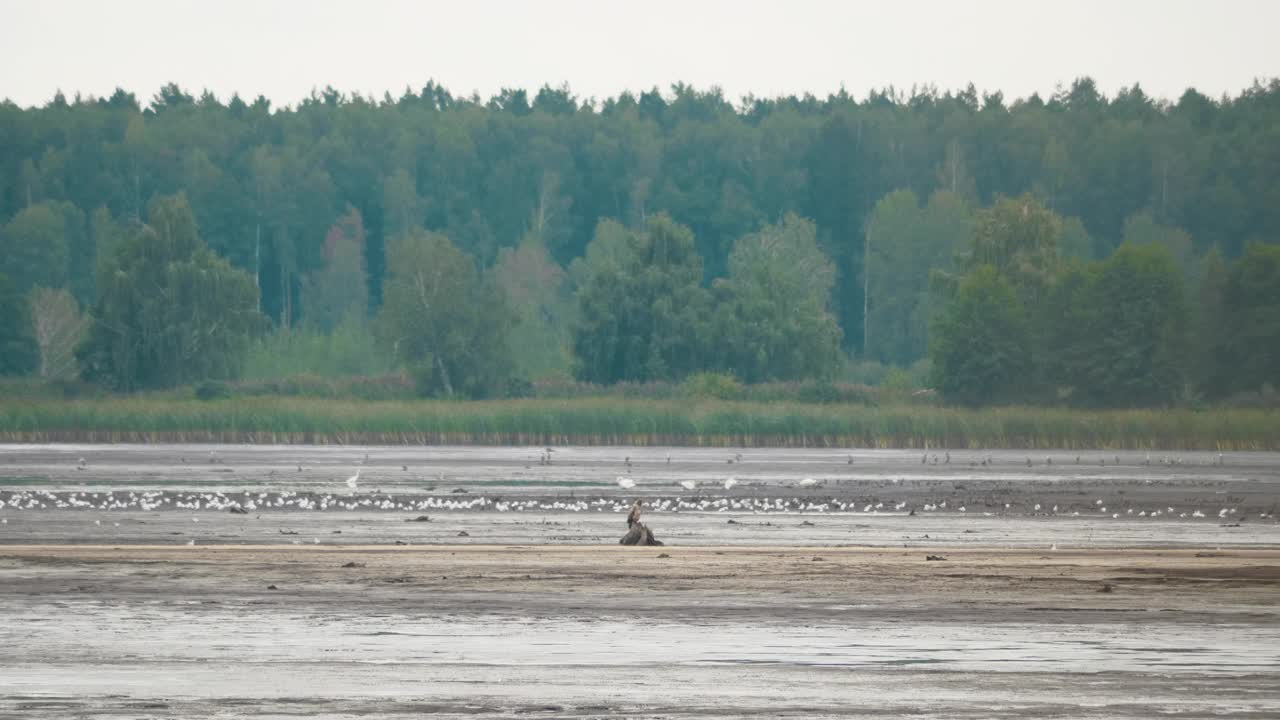 帕拉斯的鱼鹰，白纹海雕，坐在池塘中央的树桩上视频素材