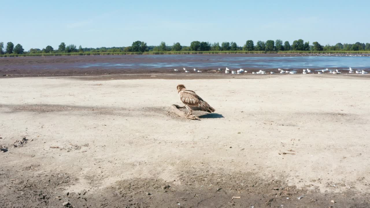 帕拉斯的鱼鹰，Haliaeetus leucoryphus，在欧洲池塘中间的沙滩上视频素材