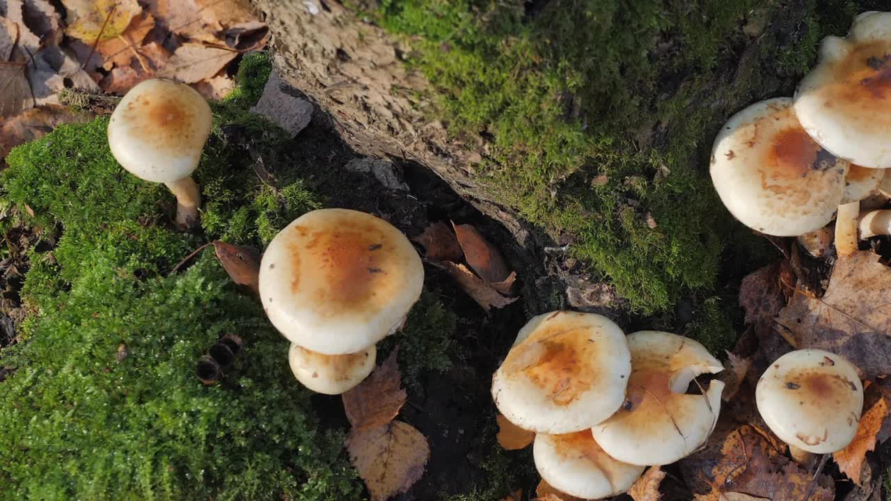 秋天森林里长满苔藓的树桩上长着蘑菇。视频素材