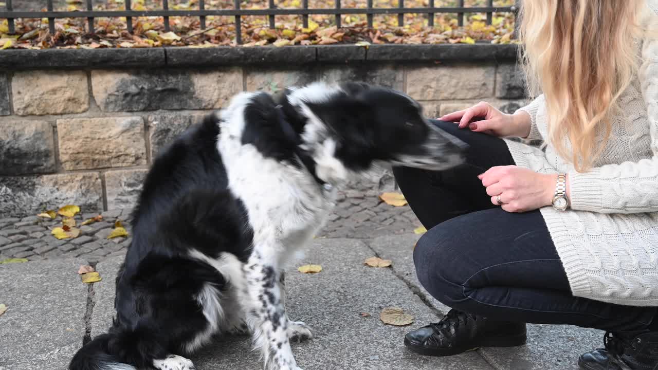 边境牧羊犬在街上向她的主人伸出爪子。视频素材