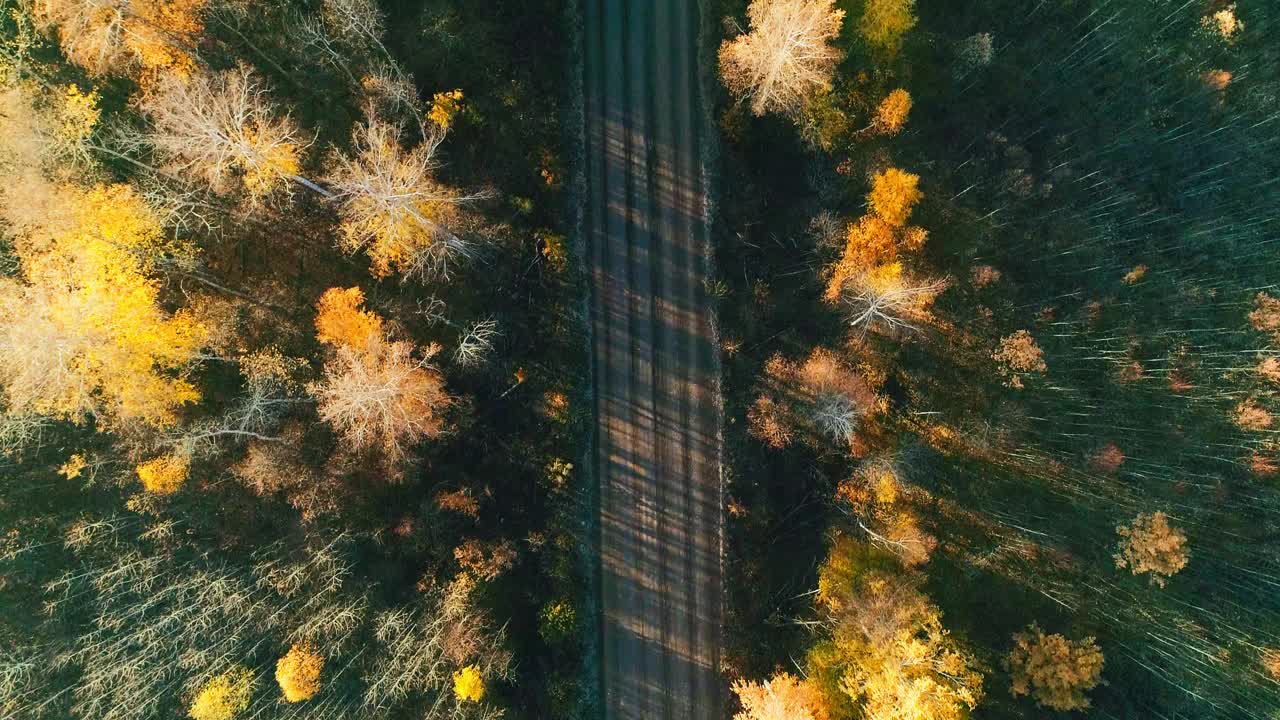 秋天森林和道路的航拍视频视频素材