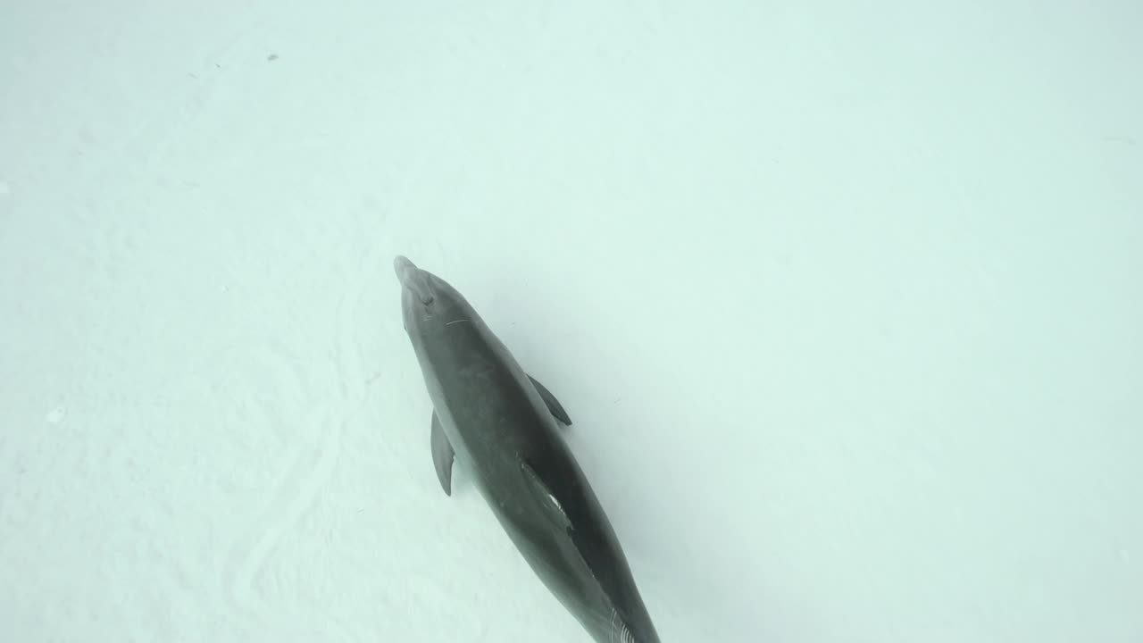 野生宽吻海豚视频素材