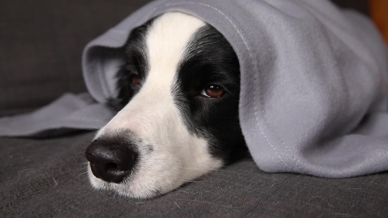 有趣的小狗博德牧羊犬躺在沙发下格子室内。小宠物狗在家里保暖，在寒冷的秋天躲在毯子下面。宠物动物生活Hygge心情概念视频素材