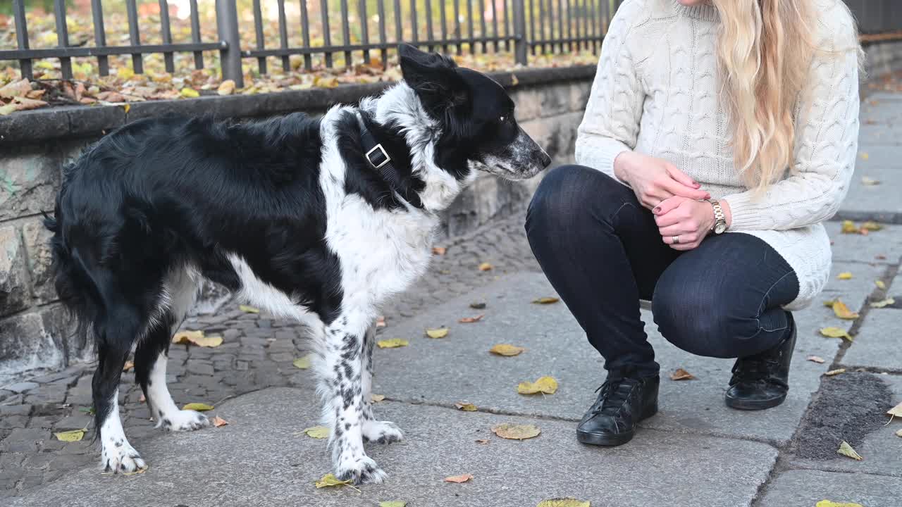 边境牧羊犬在街上舔主人的手。视频素材