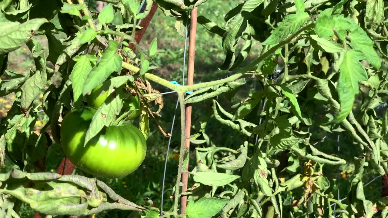 绿色的西红柿生长在植物中，在户外的花园里。视频素材