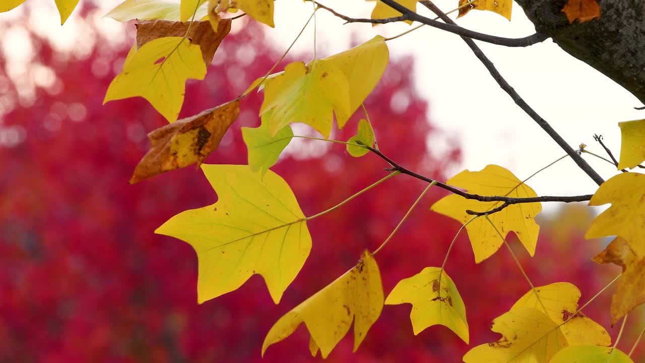 靠近在风中摇曳的黄色枫叶。十月，枫叶在秋天从绿色变成黄色和红色。秋天大自然的概念。有选择性的重点。视频素材