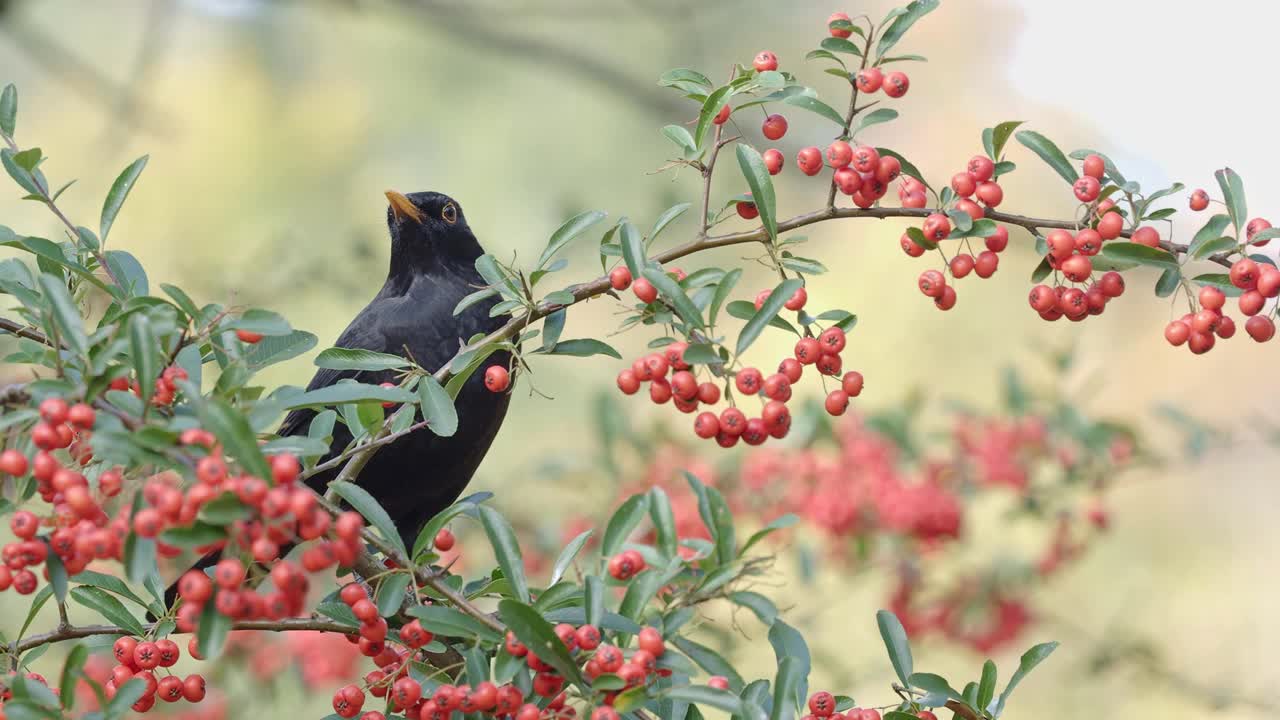 黑鸟(Turdus merula)在秋季吃红色的浆果火棘(火棘球)。视频素材