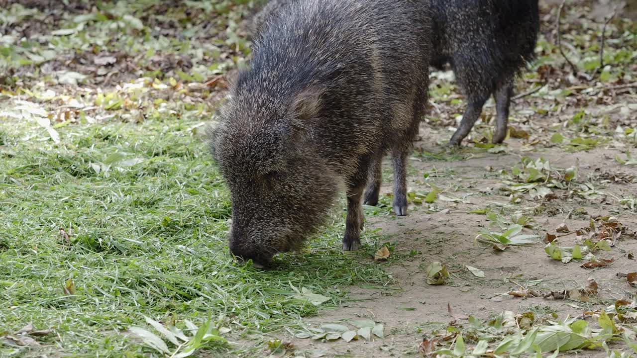 查科美洲鳄以草为食视频素材