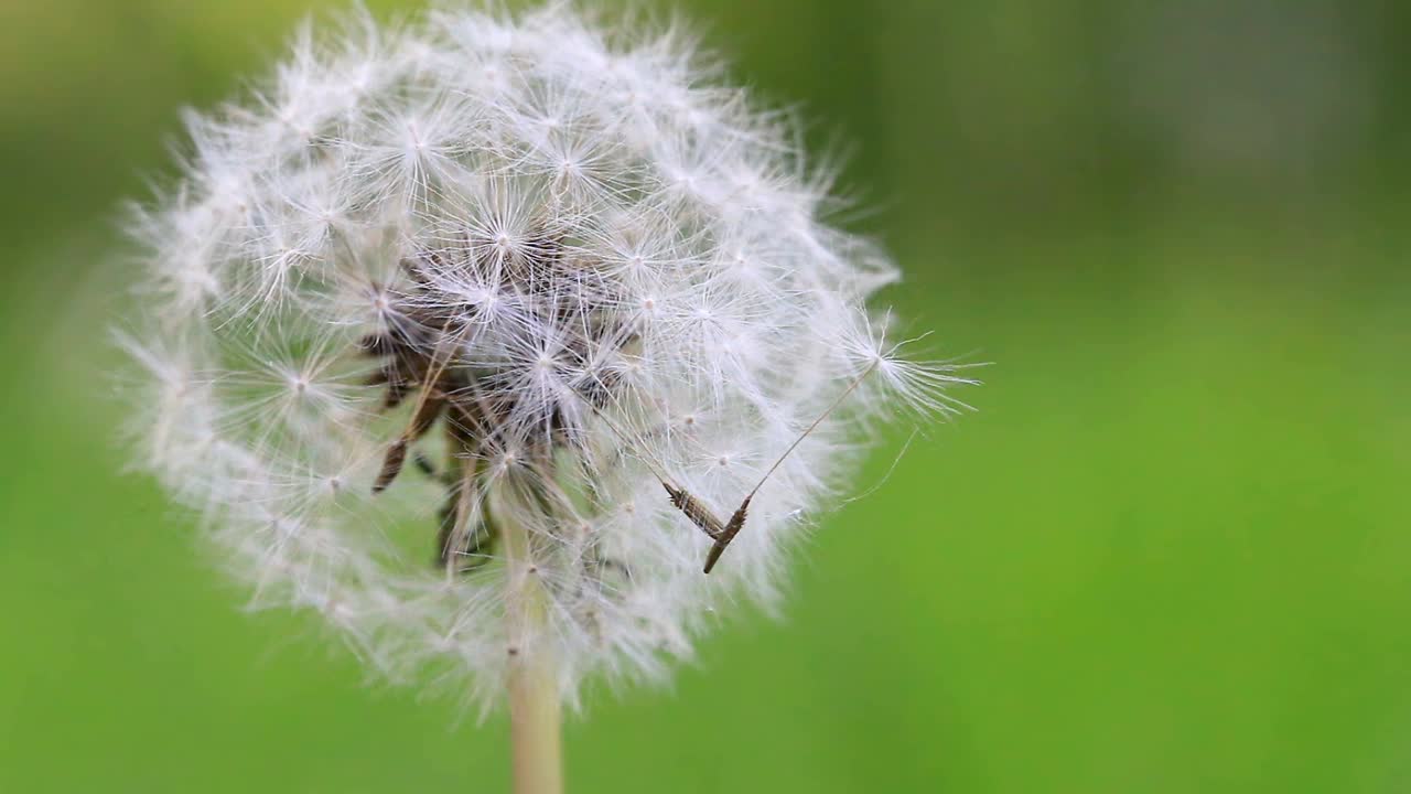 绿色草地上松软的蒲公英在风中摇曳。宏观性质。视频素材