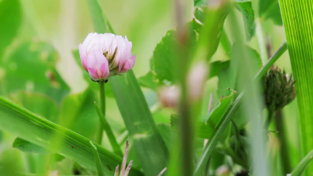 野生动物宏。绿色田野上盛开的三叶草。自然背景。景观,自然,夏天。视频素材