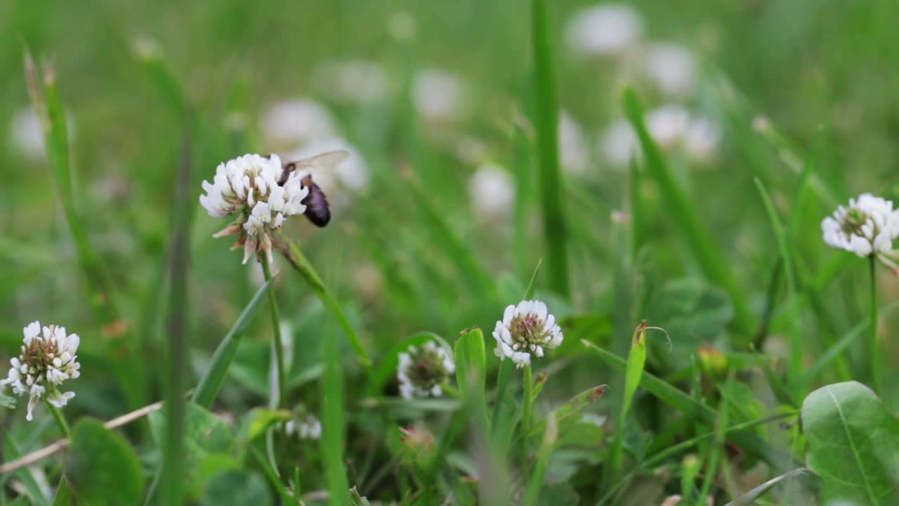 蜜蜂坐在三叶草上。自然背景。景观,自然,夏天。视频素材