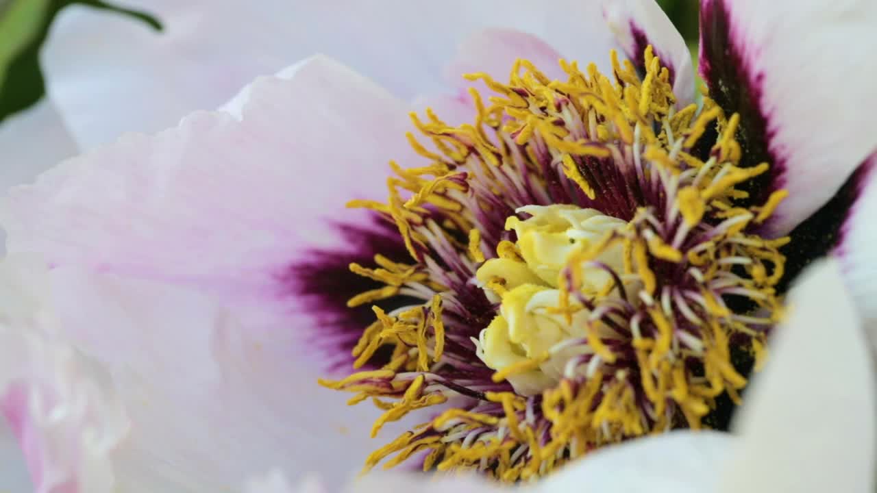 蜜蜂在花园里采集花粉。授粉的花朵。视频素材