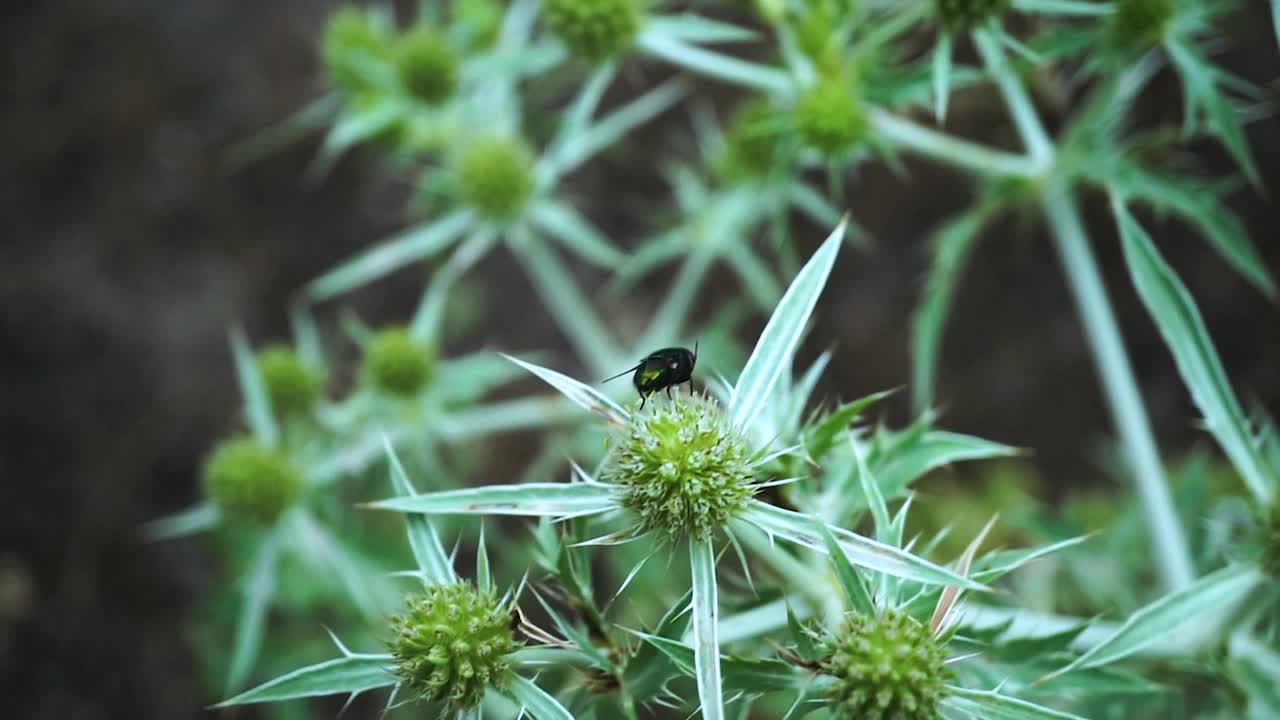 特写的苍蝇与翅膀和腿孤立在白色的背景。磷光昆虫。视频素材