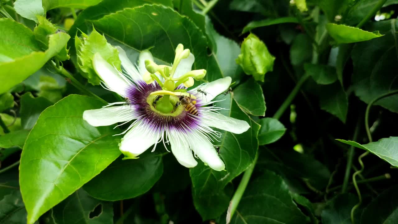 满是蜜蜂和蚂蚁的紫色花朵视频素材