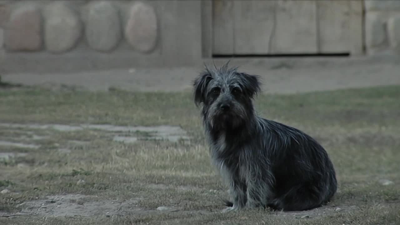 流浪小猎犬在街上打哈欠。视频素材