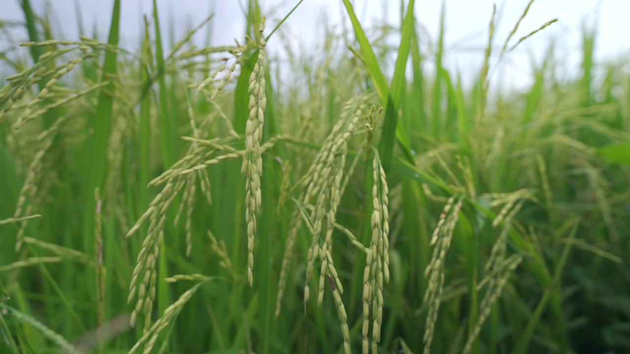 稻谷绿草地随风摇曳，在绿野风光中荡漾视频素材