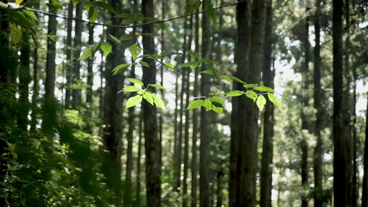 东燕山森林游乐区视频素材