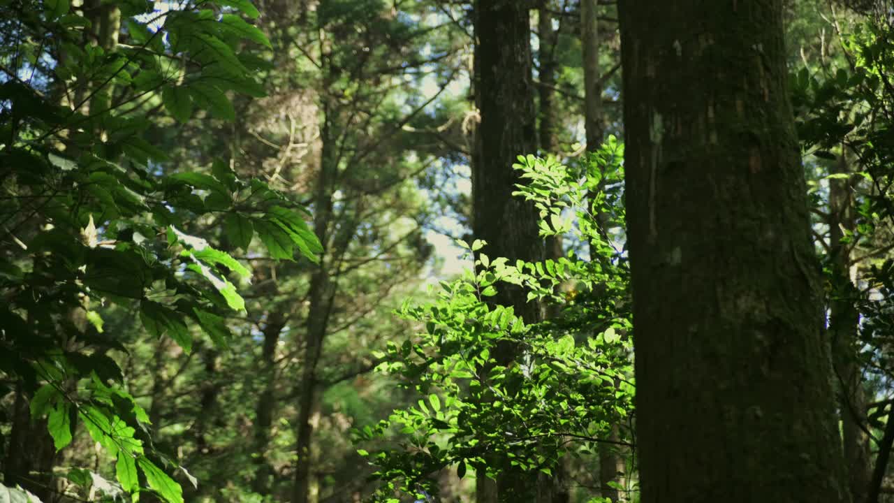 东燕山森林游乐区视频素材