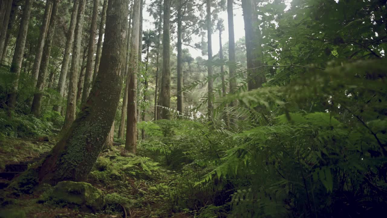 东燕山森林游乐区视频素材