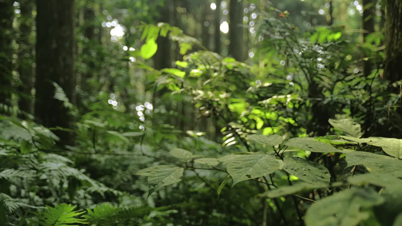 东燕山森林游乐区视频素材