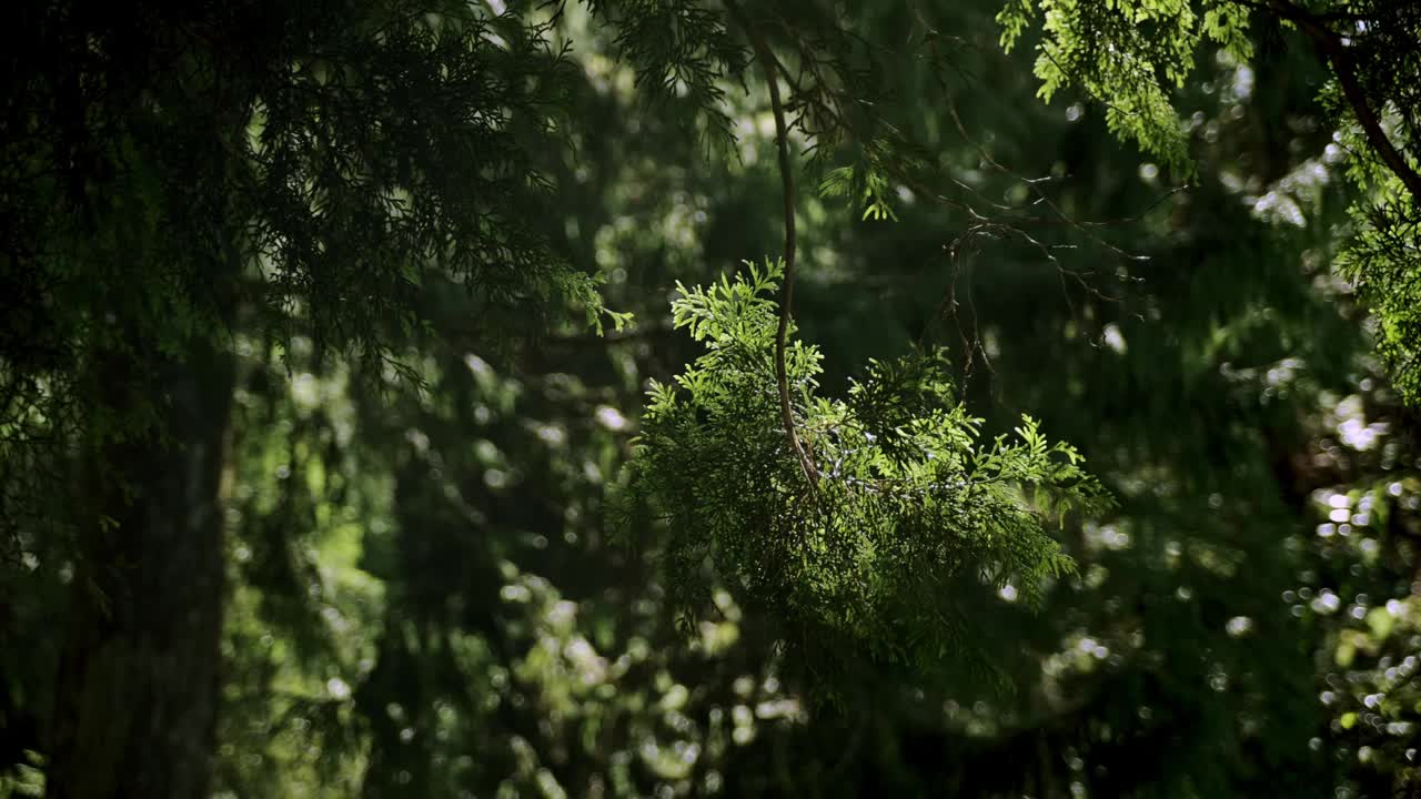 东燕山森林游乐区视频素材