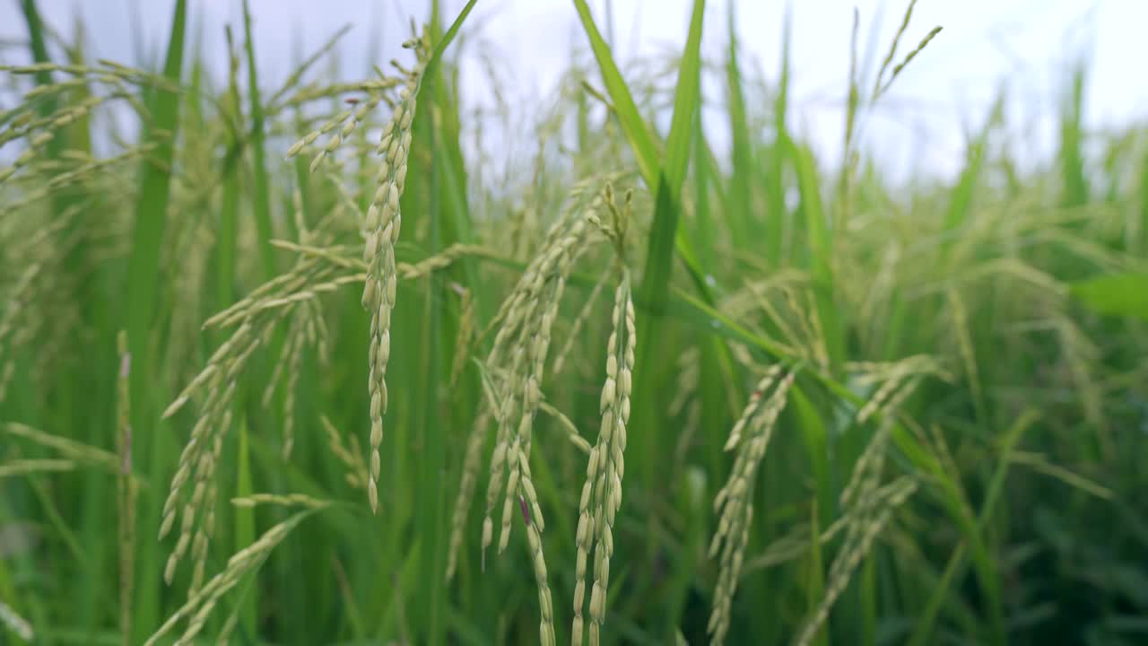 稻谷绿草地随风摇曳，在绿野风光中荡漾视频素材