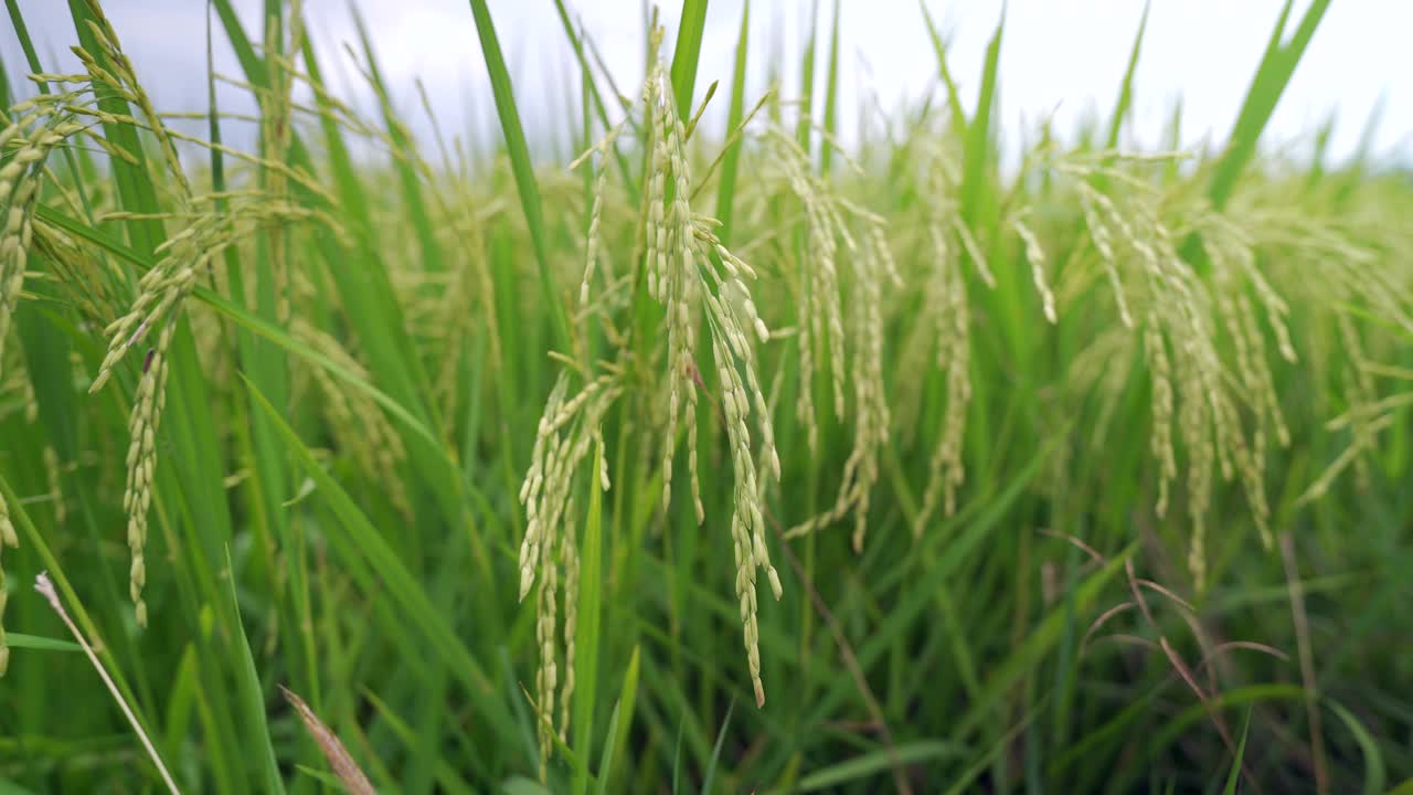 稻谷绿草地随风摇曳，在绿野风光中荡漾视频素材