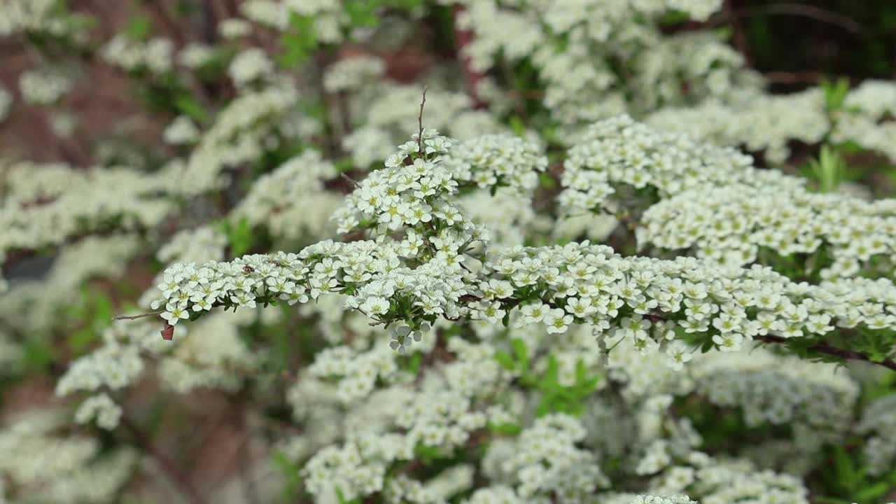 草地甜菊(Spirea Arguta)或尖顶灌木树枝上的白色花朵在微风中摇曳。视频素材