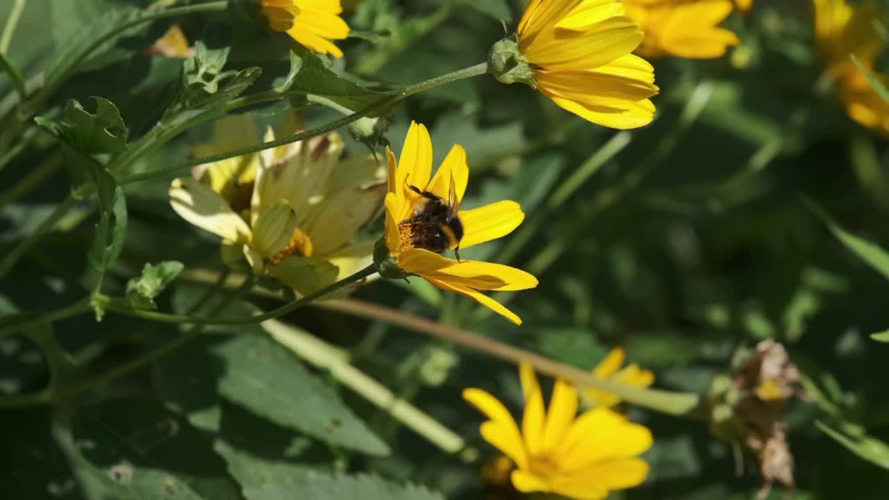 蜜蜂为生长在草地上的野生黄花松果授粉视频素材