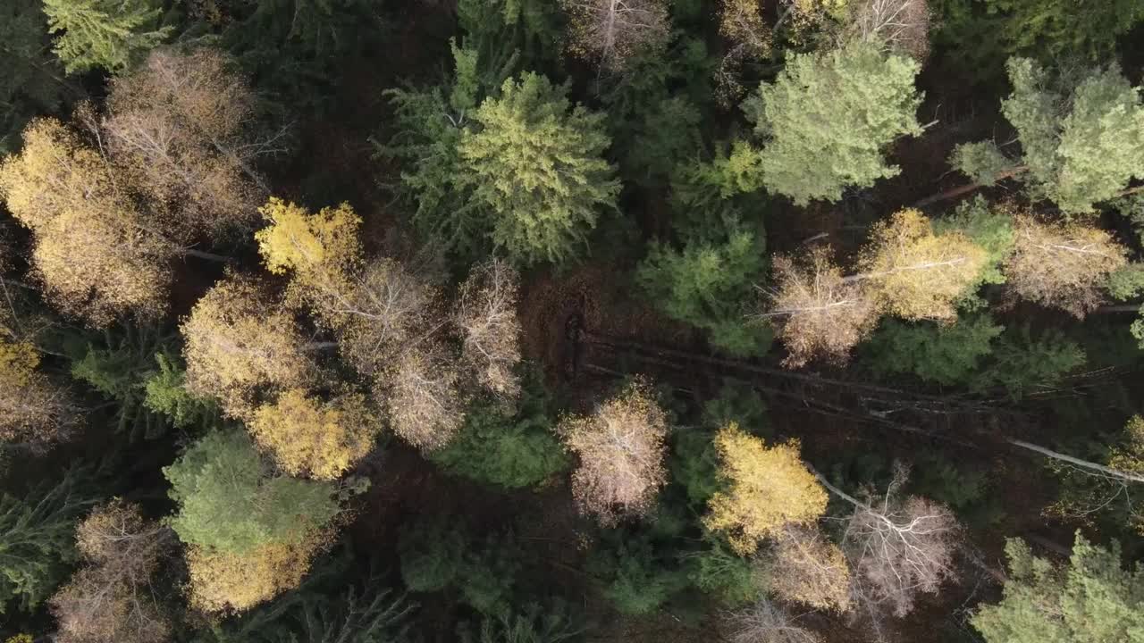 无人机飞过秋天的树梢，飞向森林的边缘。视频素材