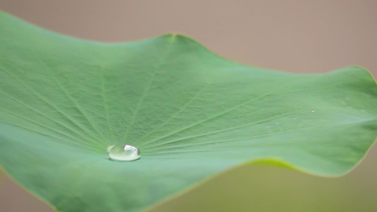 水滴在荷叶上滚动慢动作视频素材