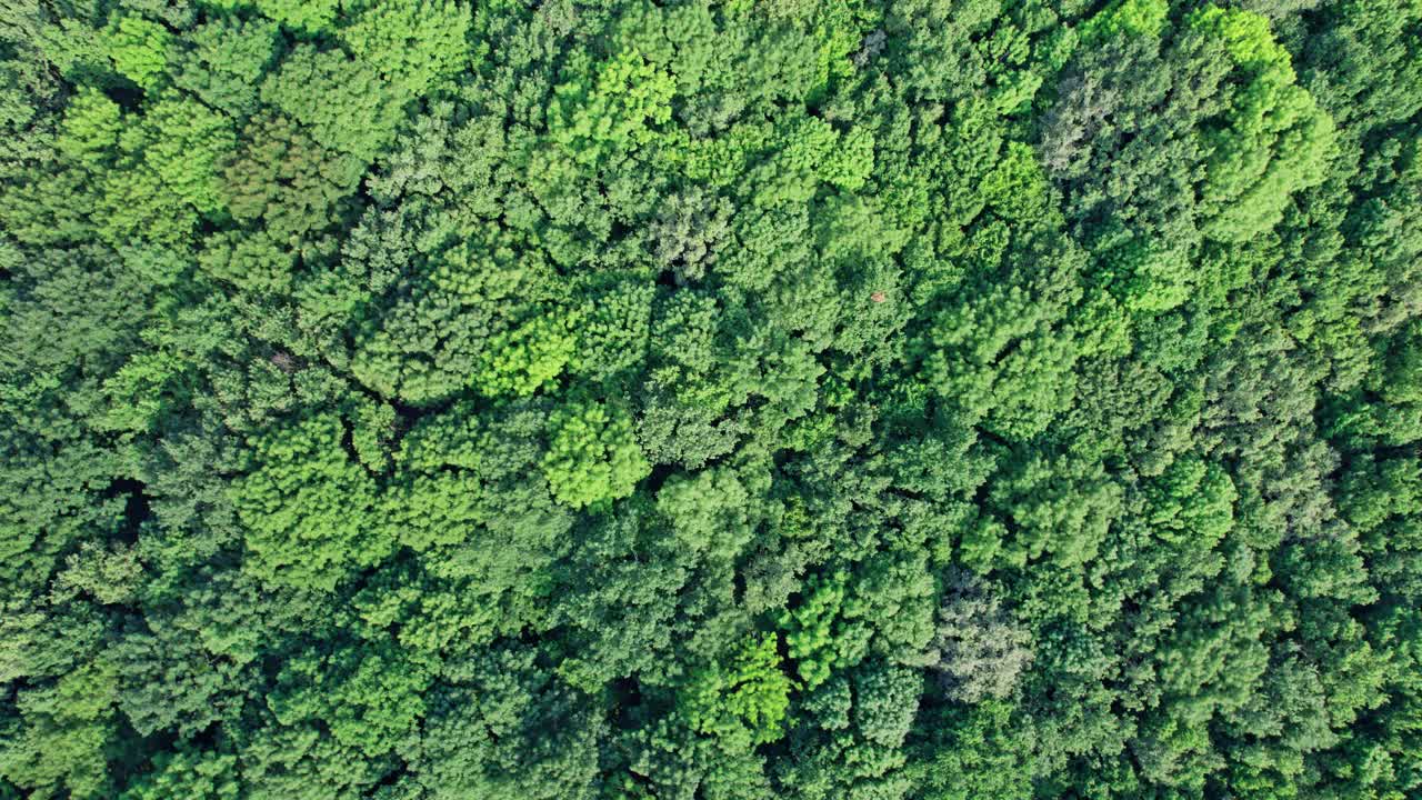 保育概念、生态学、生物多样性、全球变暖、二氧化碳视频素材