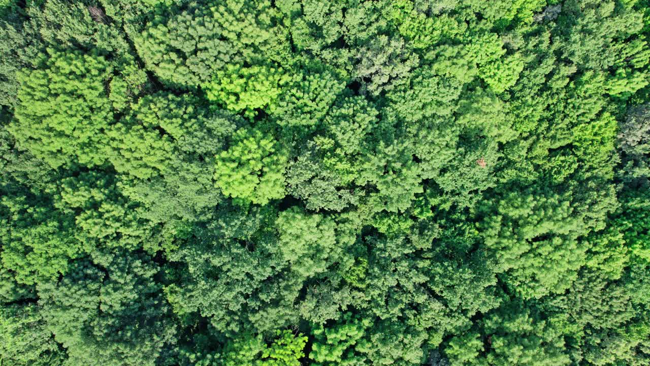 美丽的无人机鸟瞰树顶雨林视频素材