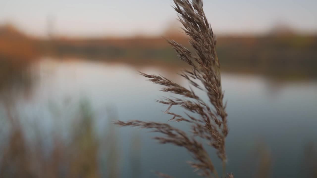 芦苇干叶，生长在河岸上，随风摇摆。视频素材