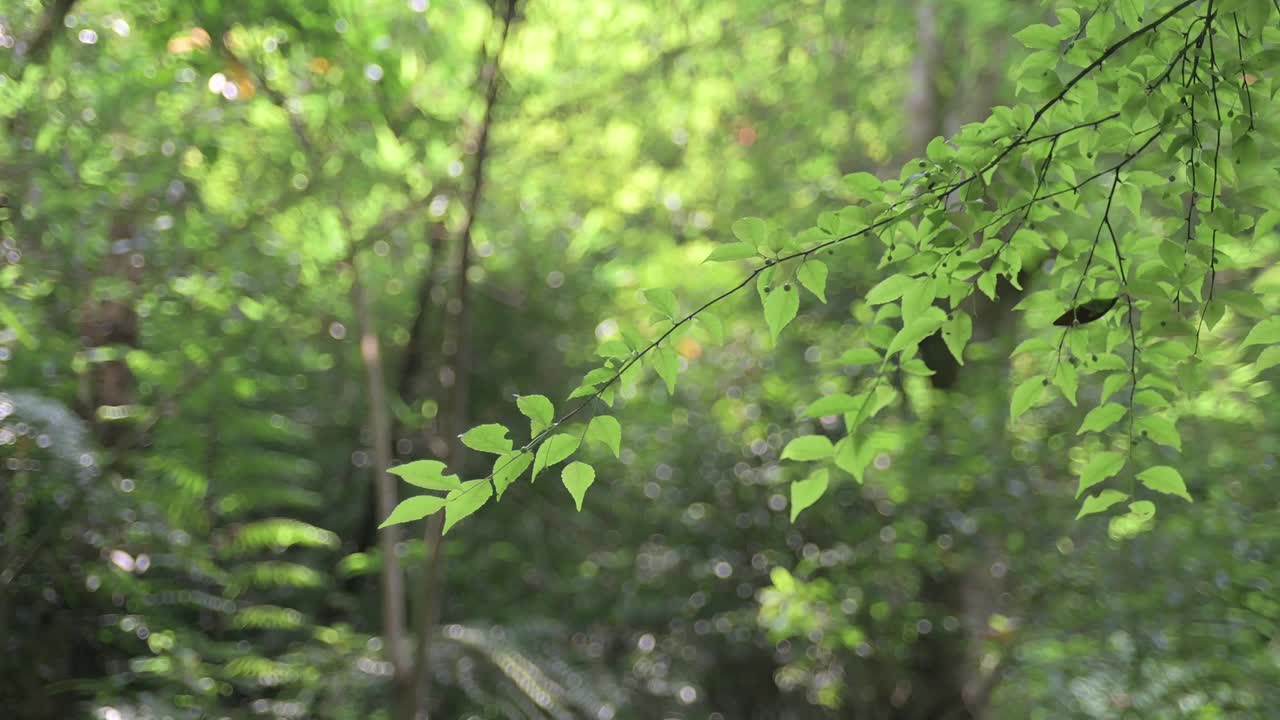 克烈瀑布小道视频素材