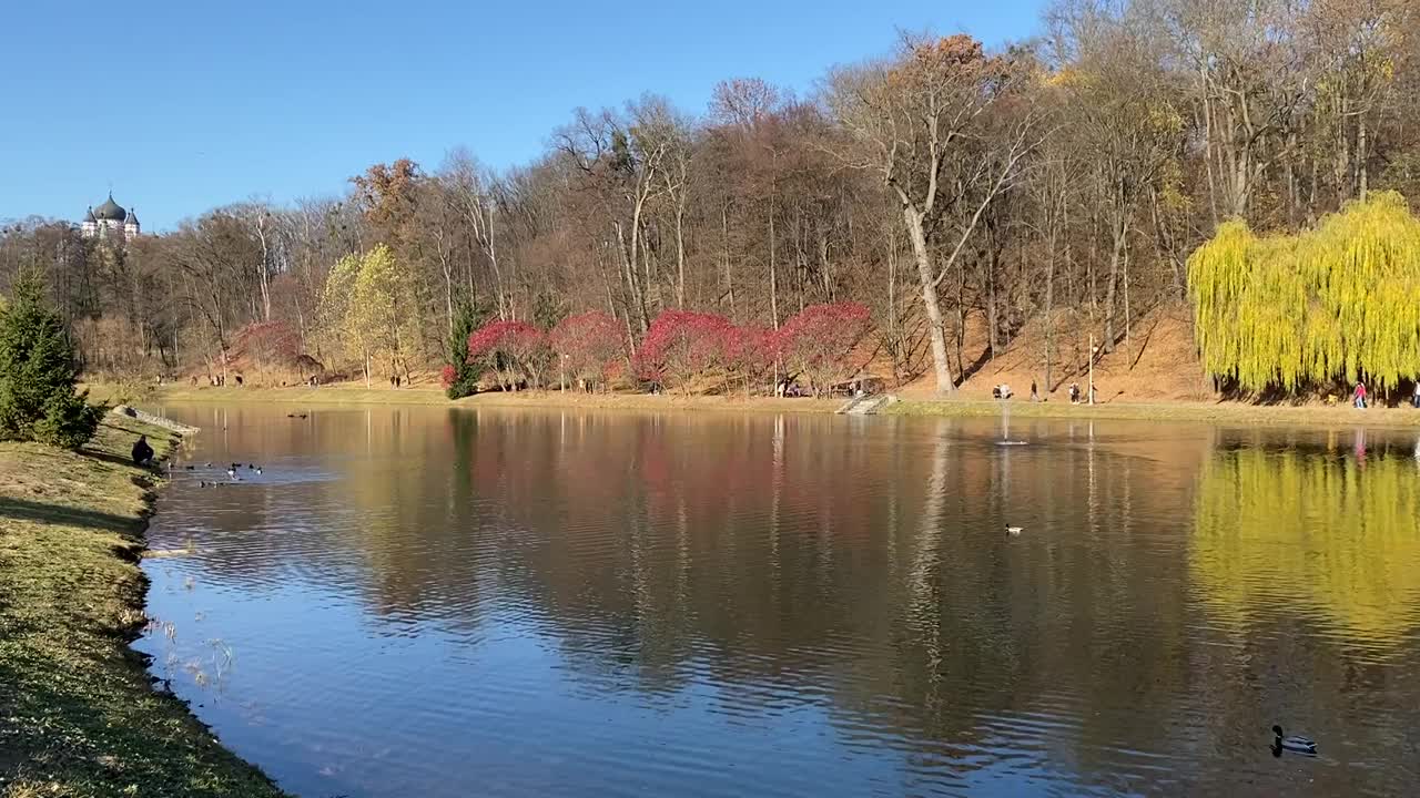 秋天公园在平静的湖与鸭子在阳光明媚的日子。宁静的池塘旁风景优美。柳树、冷杉、落叶树，枝叶鲜艳。红，橙，绿，黄的颜色落下来。视频素材