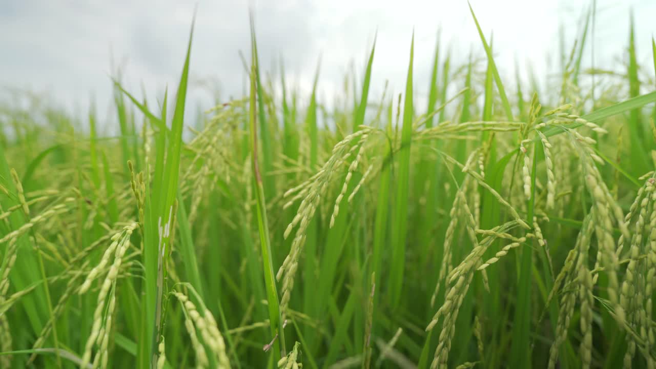 稻谷绿草地随风摇曳，在绿野风光中荡漾视频素材