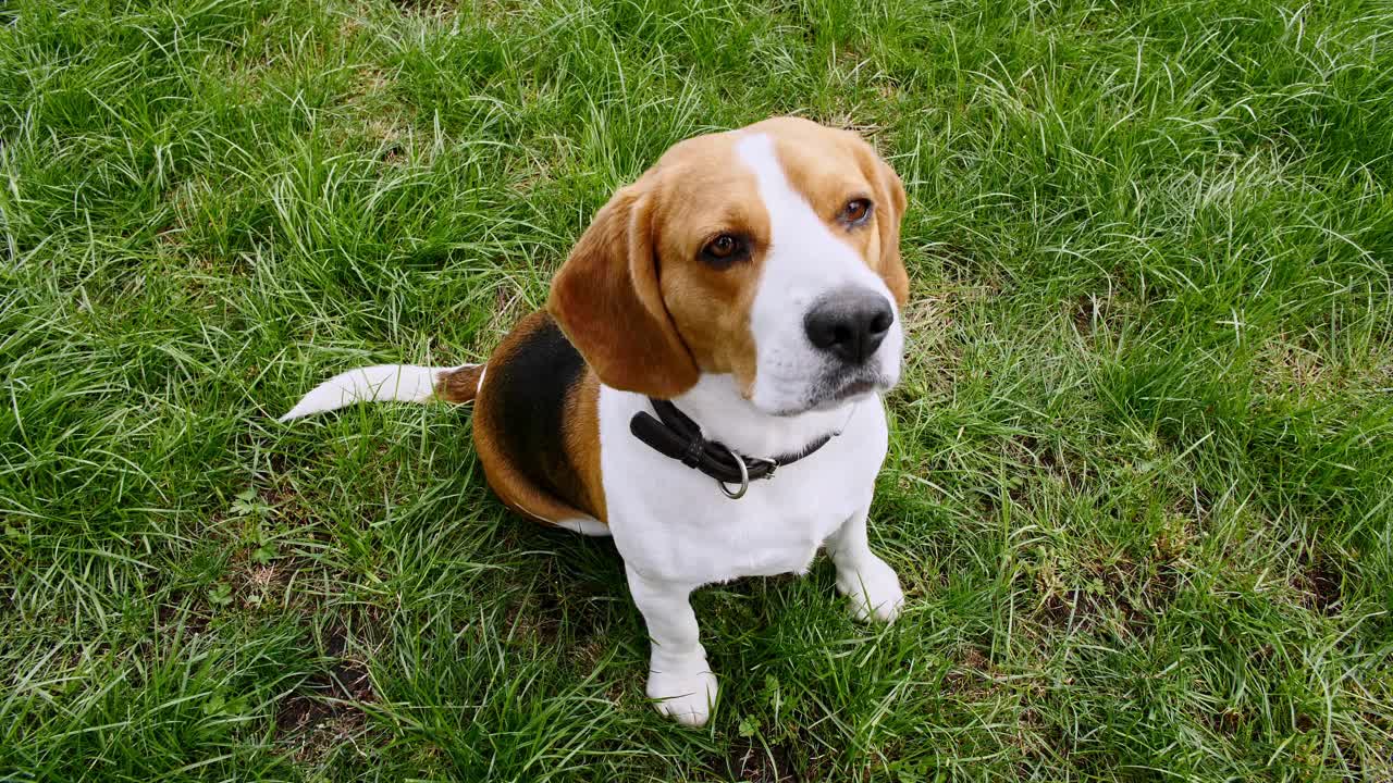 小猎犬坐在绿色公园的草地上。俯视图狗训练。概念服从,友谊。男人最好的朋友。小猎犬的主人训练和对待她的宠物与款待视频素材