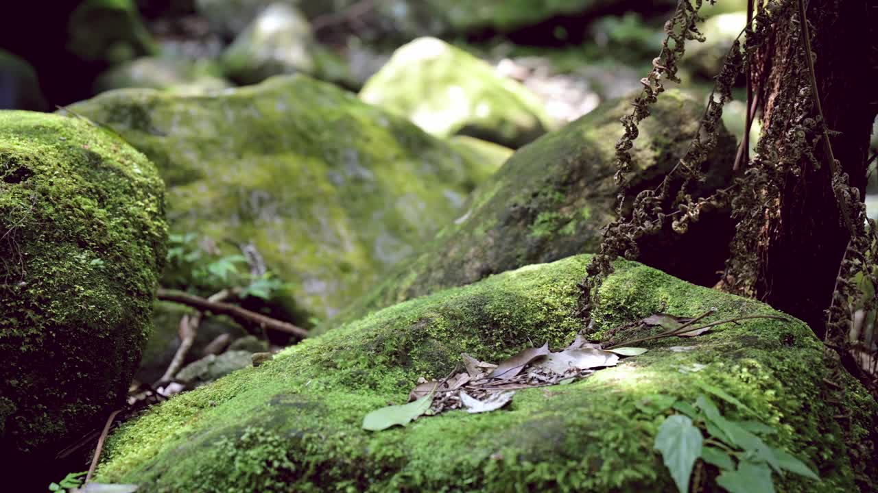 尖山湖路视频素材