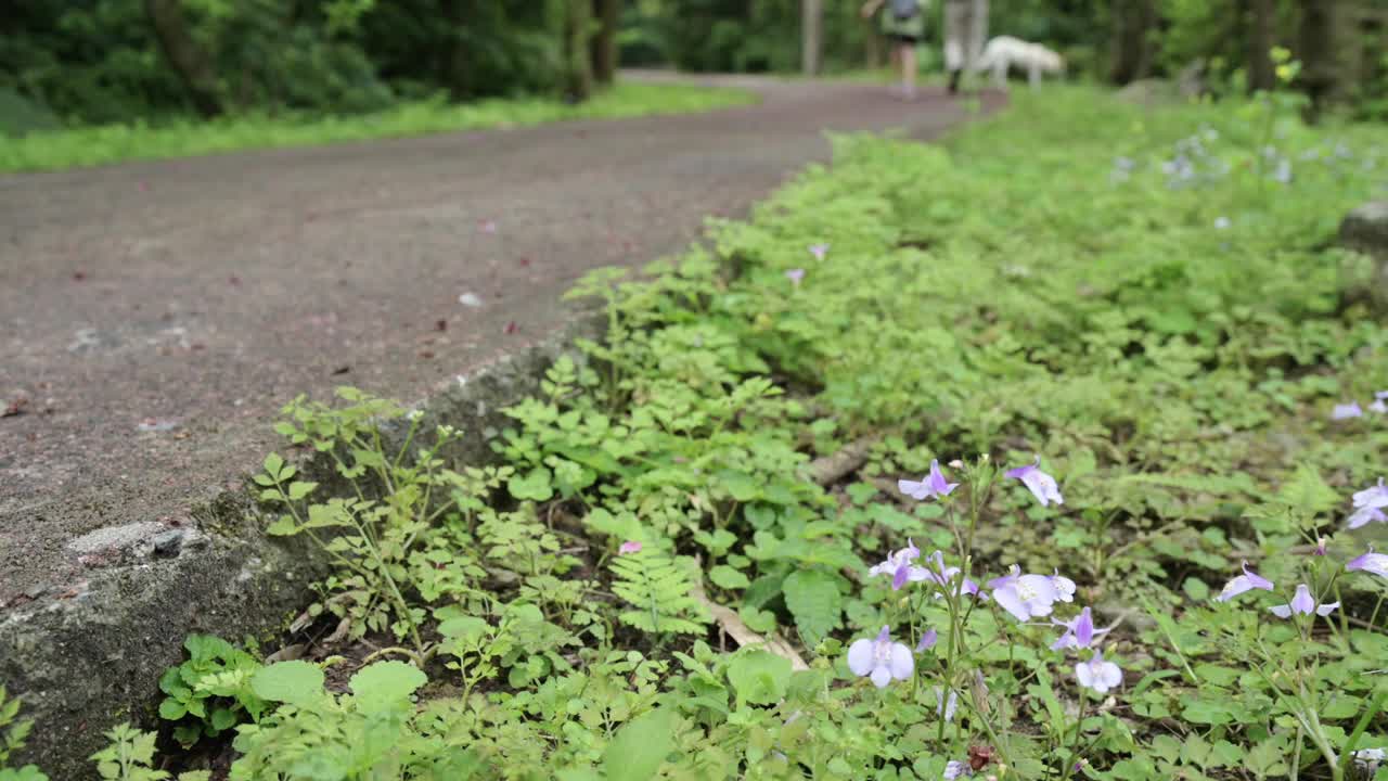 尖山湖路视频素材