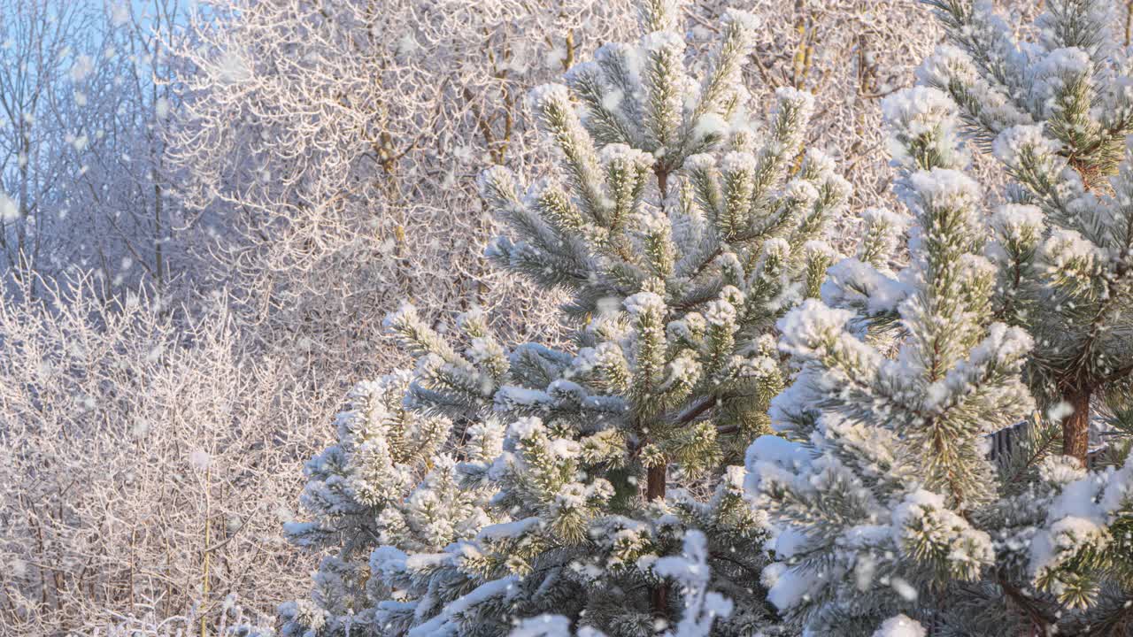 冬天的背景。柔软的降雪。美丽的白雪皑皑的松树树枝在前景…下雪，冬天，新年的概念，圣诞节，节假日。视频素材